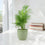 Ceramic Pastel Green