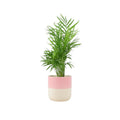 Chamaedora Elegans Parlor Palm 12cm Plants By Post UK