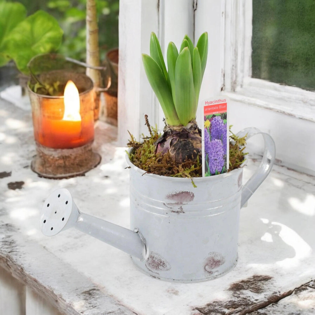 Hyacinth Planter In Metal Watering Can Plants By Post