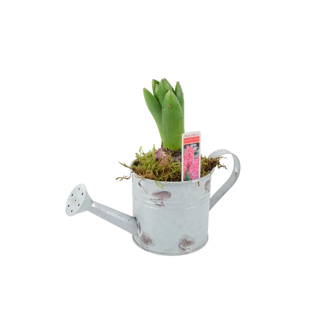 Hyacinth Planter In Metal Watering Can Plants By Post