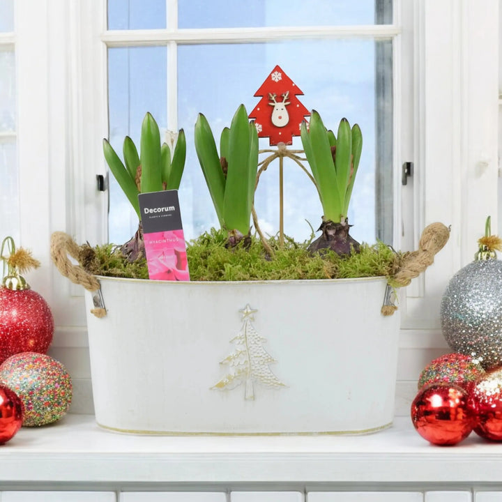 Hyacinth Planted Metal Christmas Trough x 3 Bulbs  Plants By Post