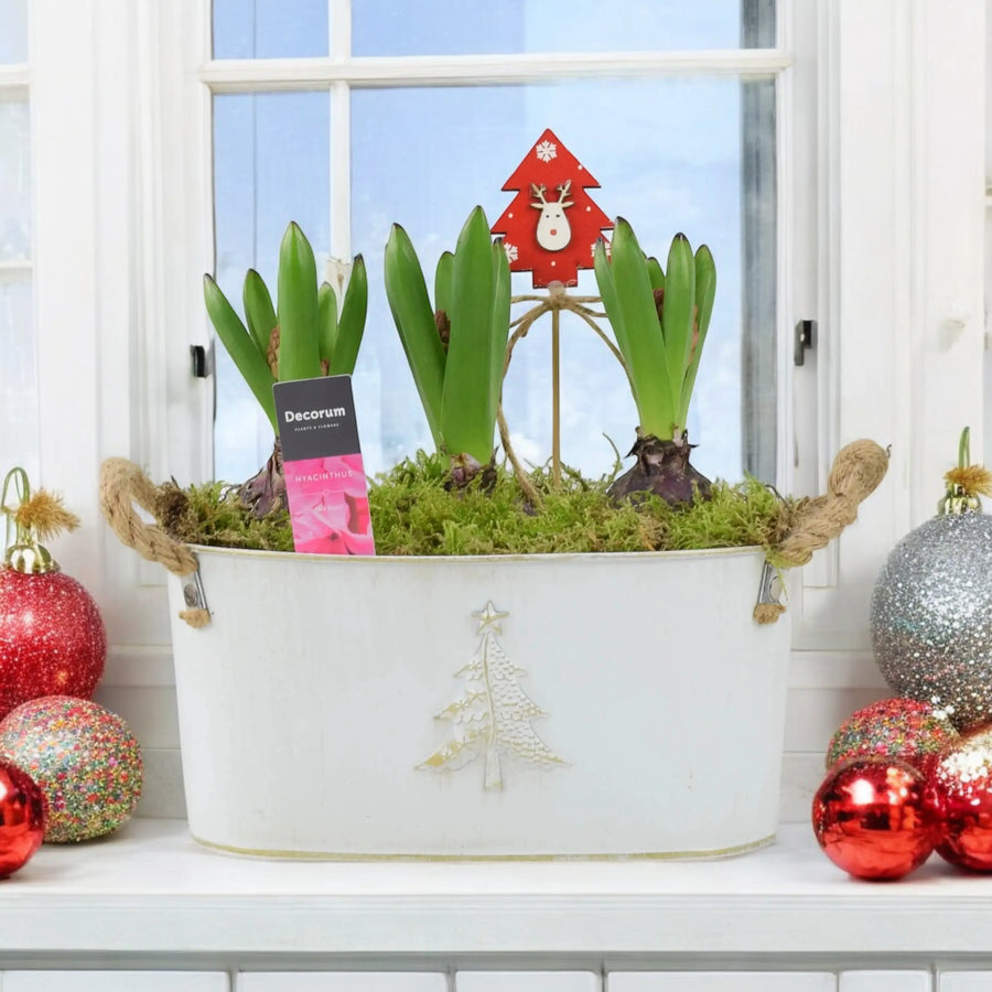 Hyacinth Planted Metal Christmas Trough x 3 Bulbs  Plants By Post