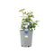 Nursery Pot