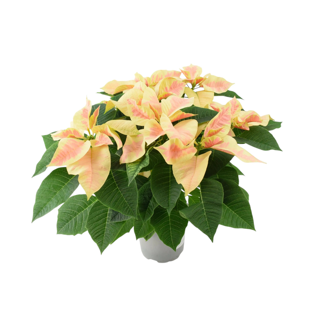 Poinsettia Marble in 13cm Pot Plants By Post