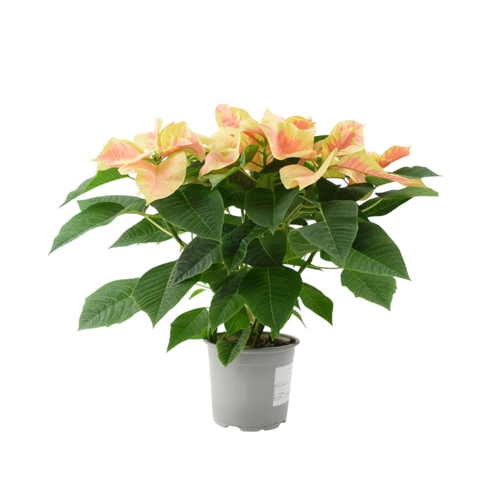 Poinsettia Marble in 13cm Pot Plants By Post