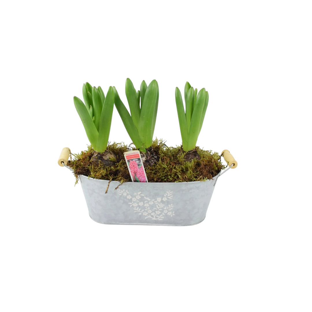 Spring Troughs Potted Hyacinth Spring Trough x 3 - Plants By Post