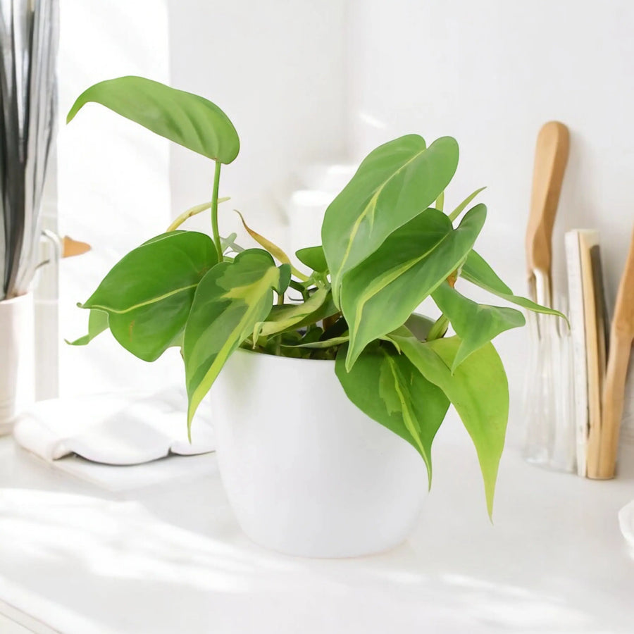 philodendron houseplant uk Philodendron Brasil 12cm Pot