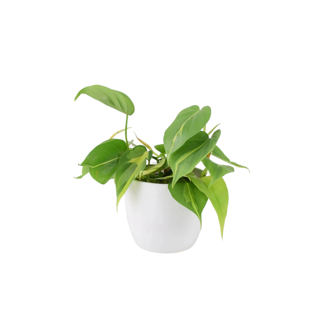 philodendron brasil uk Philodendron Brasil 12cm Pot