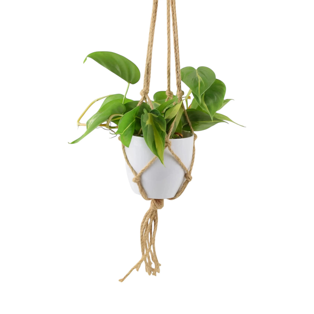 philodendron brasil uk Philodendron Brasil 12cm Pot