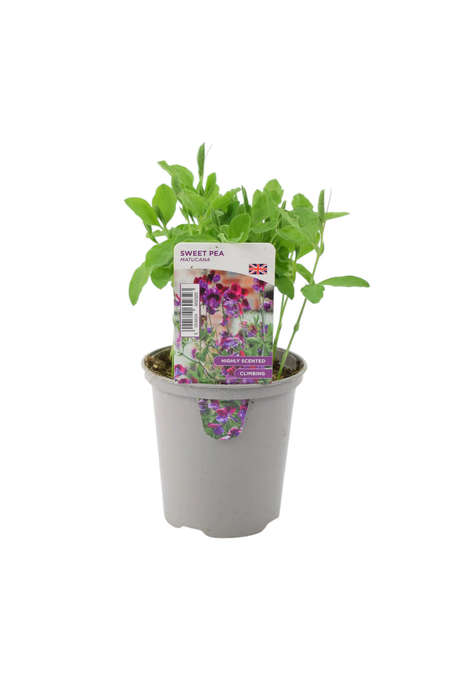 Sweet Pea Matucana – Highly Fragrant British Grown Plants 9cm Pots Set of 3 plants by post