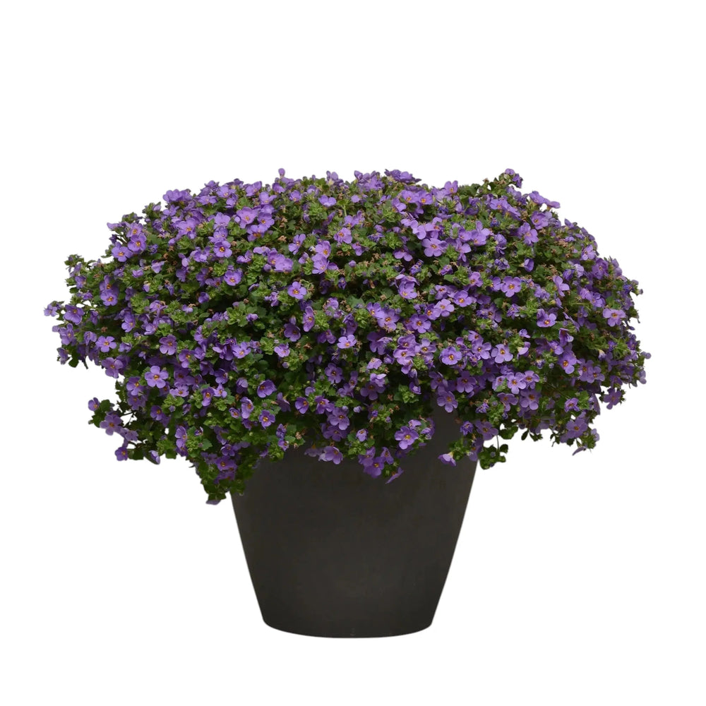 Bacopa Blue – 9cm Recyclable Pots x 3 Trailing Bedding Plants for Hanging Baskets & Borders plants by post