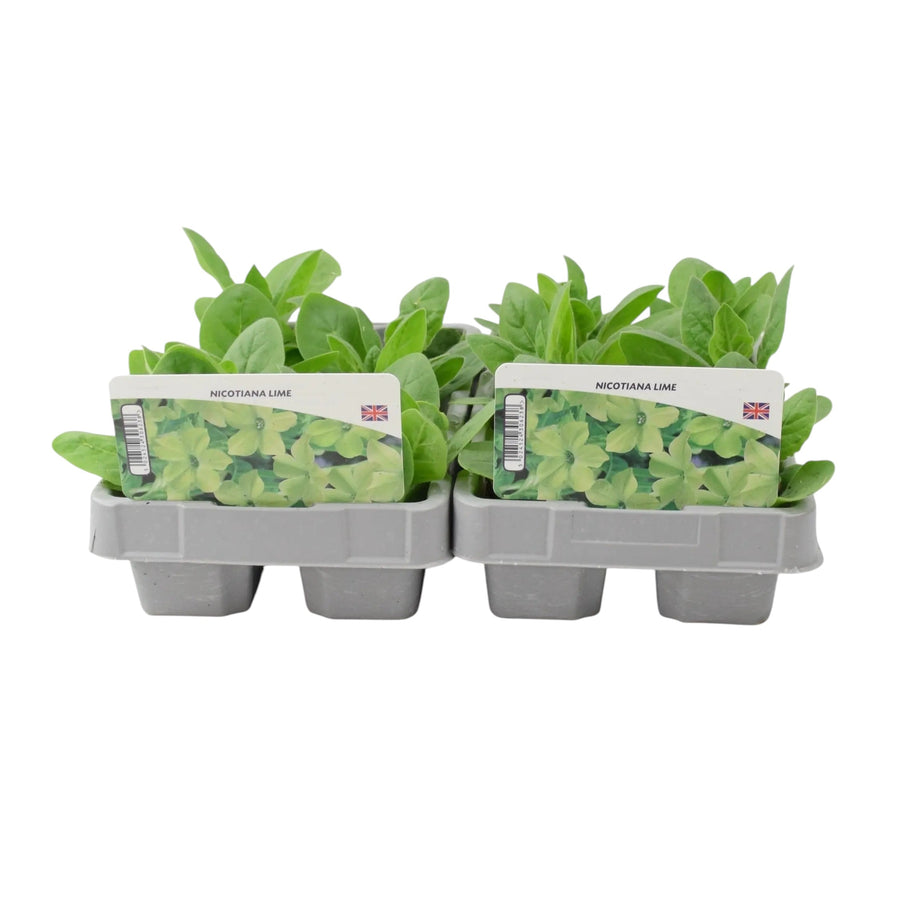 Nicotiana Lime 6 Pack x 2 - 12 Plants Fragrant Lime Green Flowers plants by post