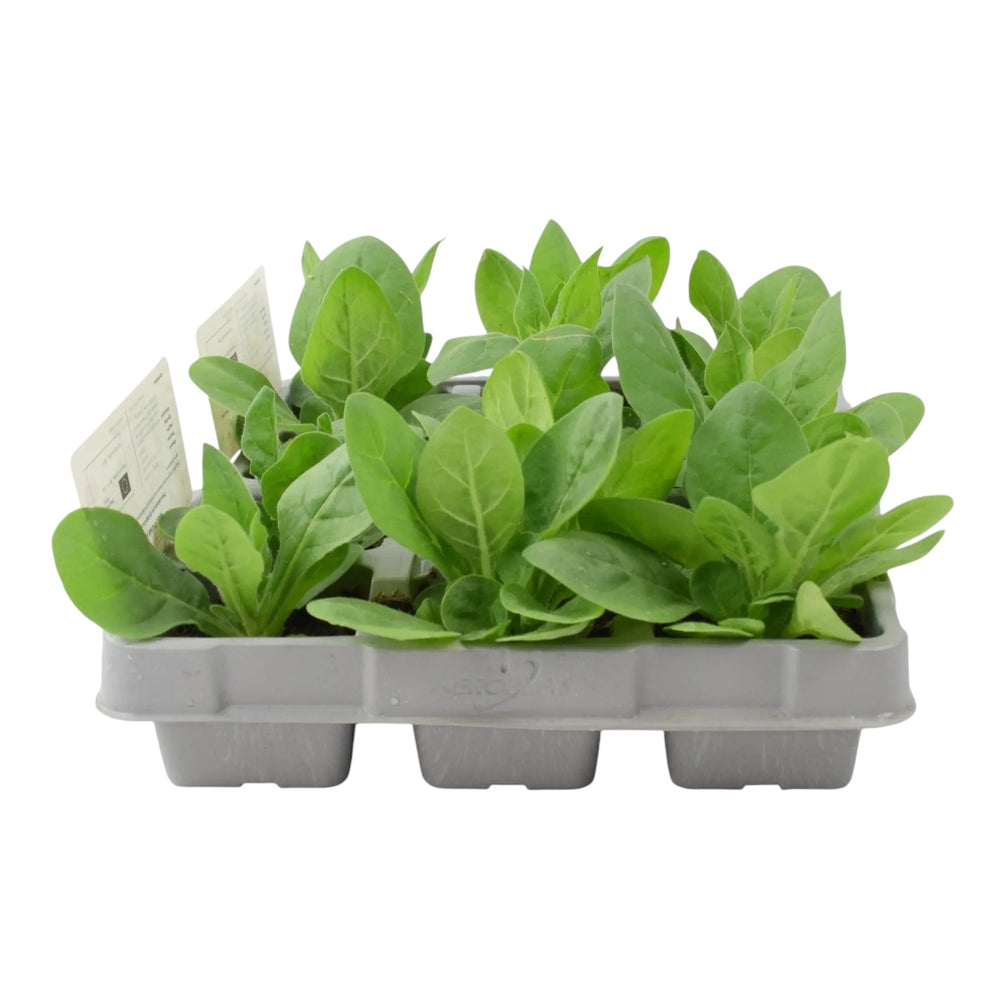 Nicotiana Lime 6 Pack x 2 - 12 Plants Fragrant Lime Green Flowers plants by post