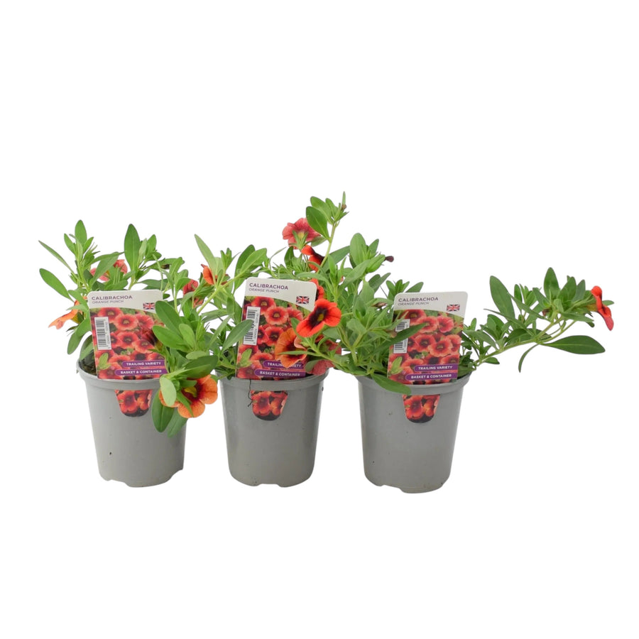 Calibrachoa Orange Punch – 9cm Pots Pack of 3 Vibrant Trailing Flowers for Baskets & Containers plants by post