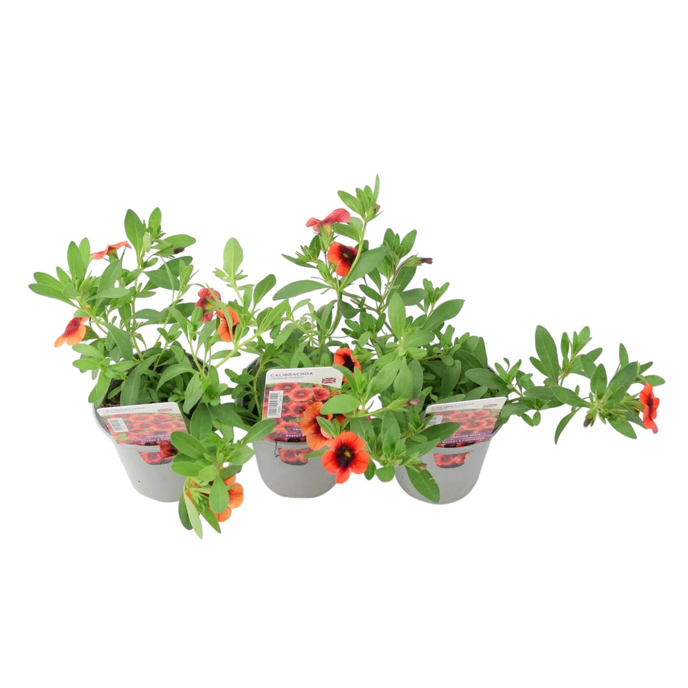 Calibrachoa Orange Punch – 9cm Pots Pack of 3 Vibrant Trailing Flowers for Baskets & Containers plants by post