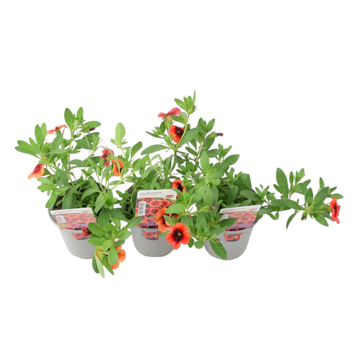 Calibrachoa Orange Punch – 9cm Pots Pack of 3 Vibrant Trailing Flowers for Baskets & Containers plants by post