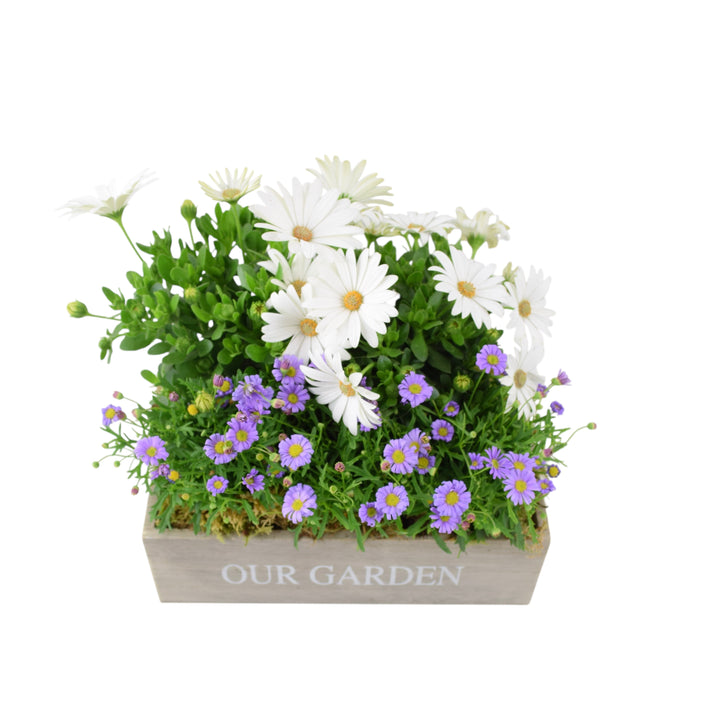 Our Garden Wooden Seasonal Planter Plants By Post