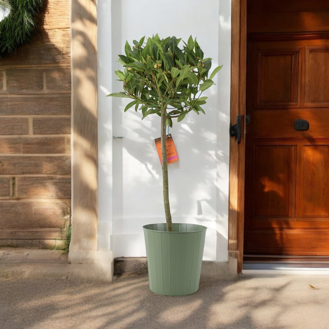 Bay Tree Standard – 90cm Tall Hardy Evergreen Laurus Nobilis for Pots & Borders Plants By Post UK