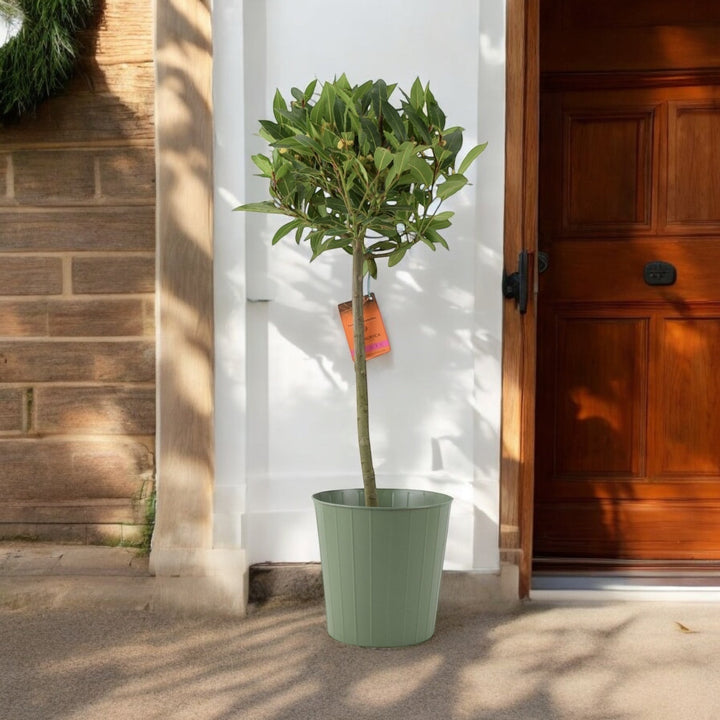 Bay Tree Standard – 90cm Tall Hardy Evergreen Laurus Nobilis for Pots & Borders Plants By Post UK