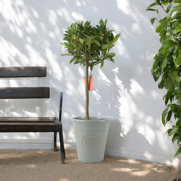 Bay Tree Standard – 90cm Tall Hardy Evergreen Laurus Nobilis for Pots & Borders Plants By Post UK