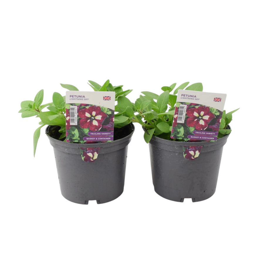 Petunia Lightning Sky 1L x 2 - Unique Starry Flowers plants by post