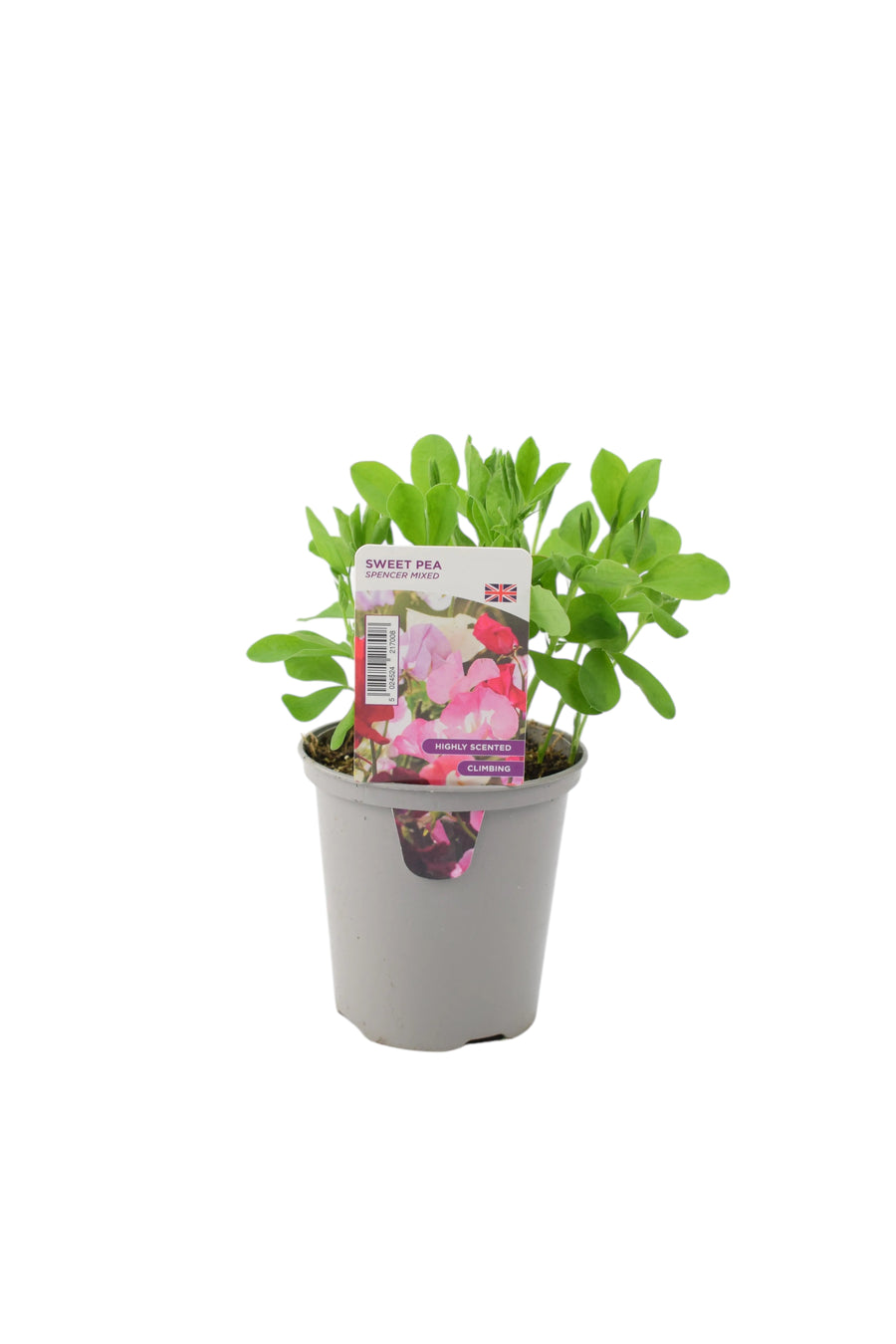 Sweet Pea Spencer Mixed 9cm Pots British Grown Multiple Plants Per Pot x 3 plants by post
