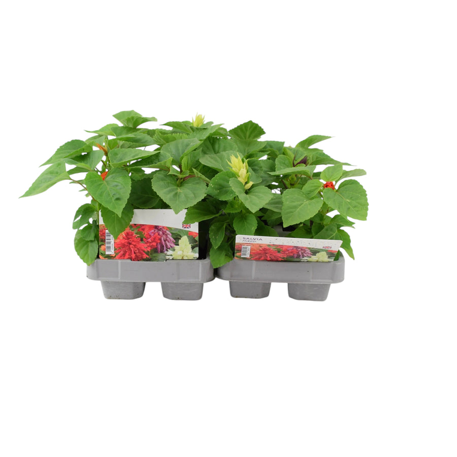 Salvia Mixed Plants – 12 Garden Ready Bedding Plants in Recyclable Trays plants by post