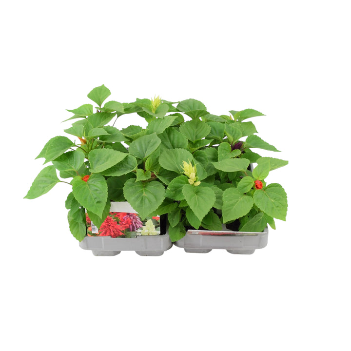 Salvia Mixed Plants – 12 Garden Ready Bedding Plants in Recyclable Trays