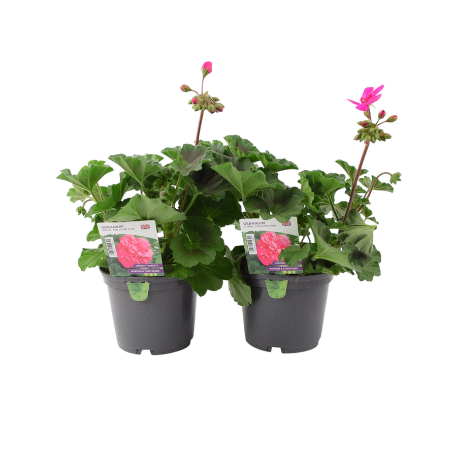 Geranium Zonal Calliope Pink 2 x 1L Pots - Beautiful Pink Flowers plants by post