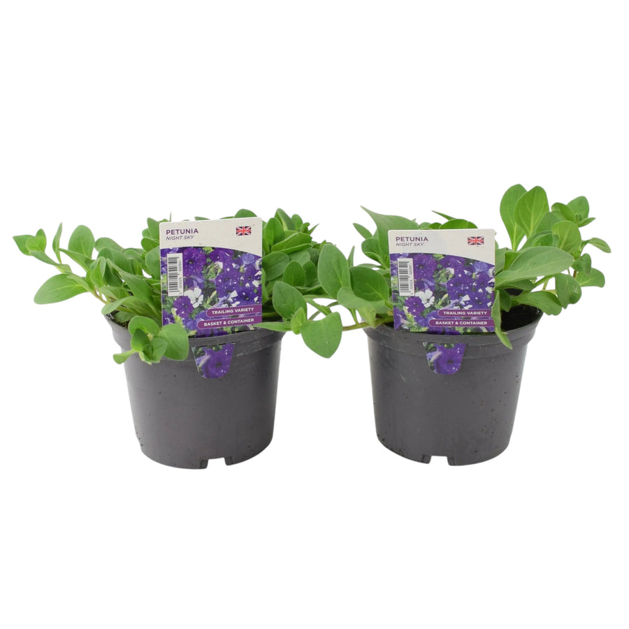 Petunia Night Sky 2 Large Plants – 1L Pots, British Grown, Recyclable Pots plants by post