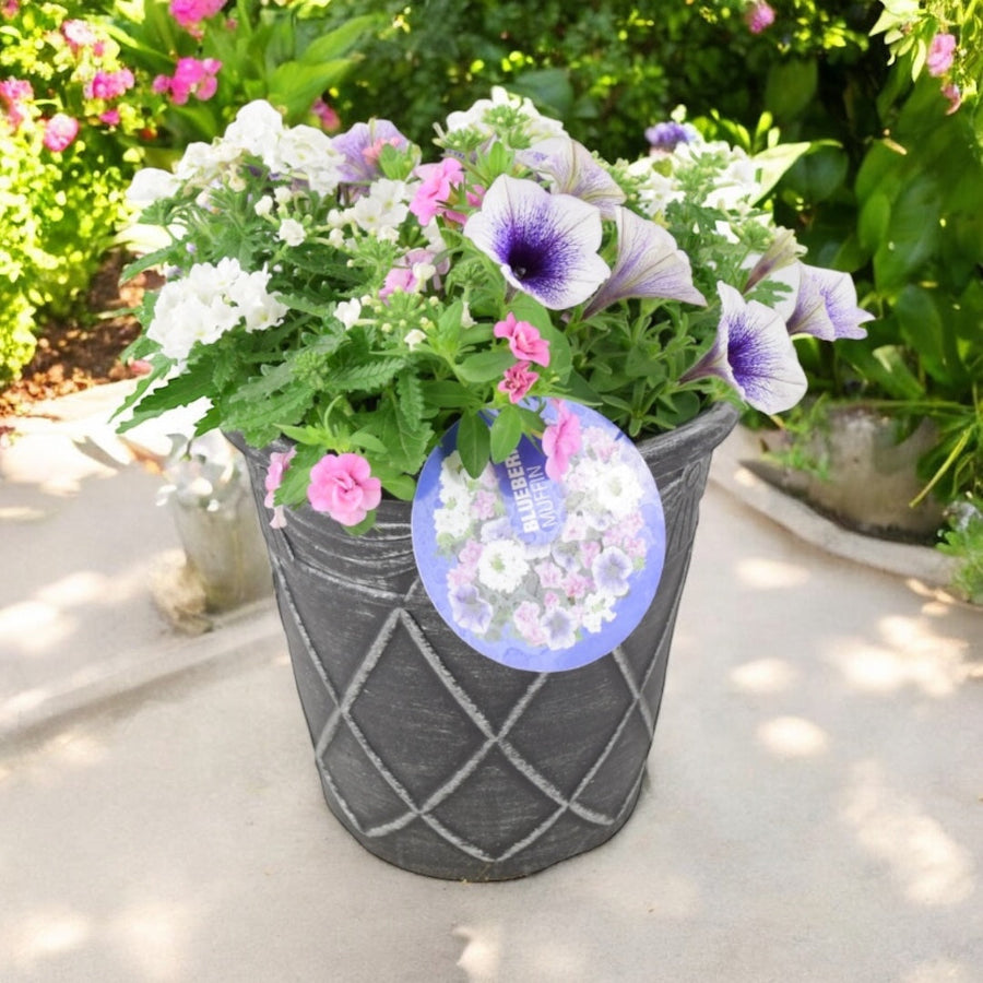 Blueberry Muffin Themed Planted Container – 23cm – Ready to Gift Plants By Post