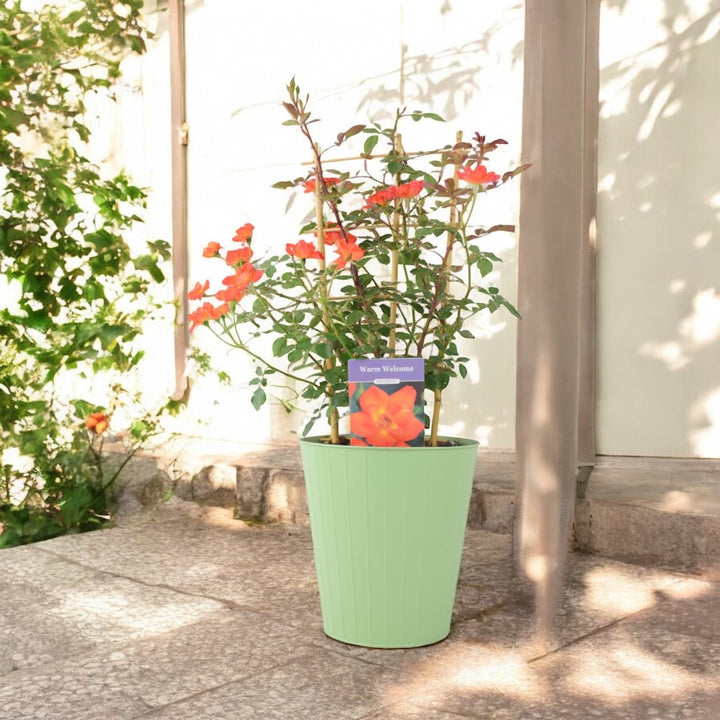 Warm Welcome Rose 5.5L Pot – Compact Orange Climbing Rose Plants By Post