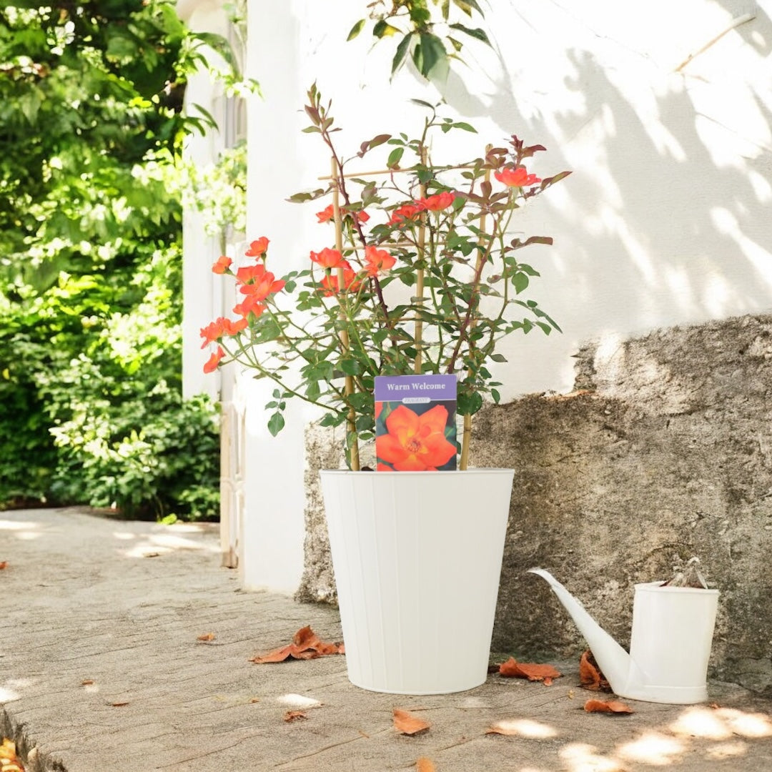 Warm Welcome Rose 5.5L Pot – Compact Orange Climbing Rose Plants By Post