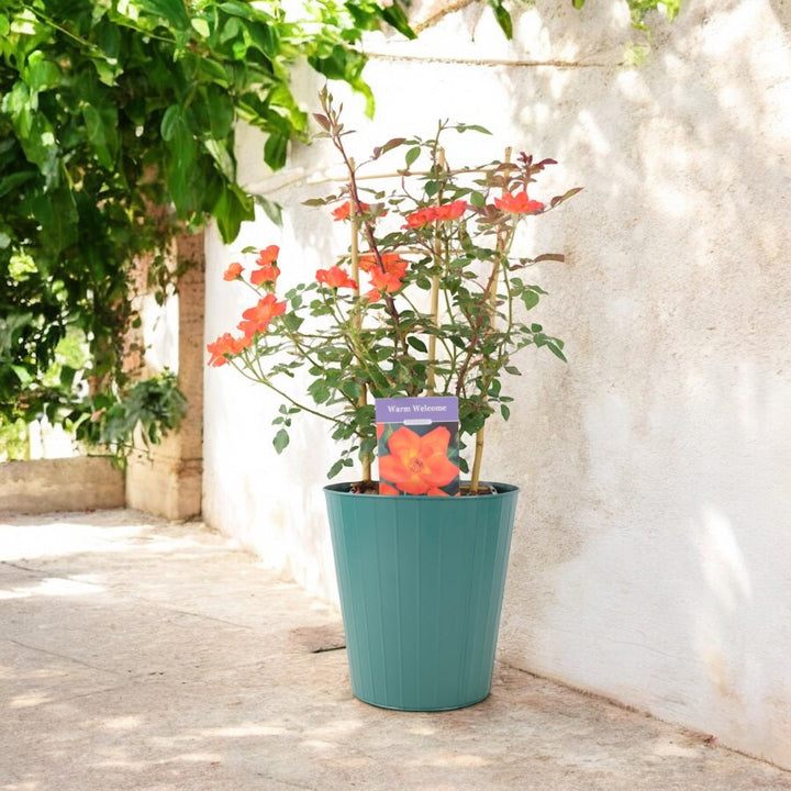 Warm Welcome Rose 5.5L Pot – Compact Orange Climbing Rose Plants By Post