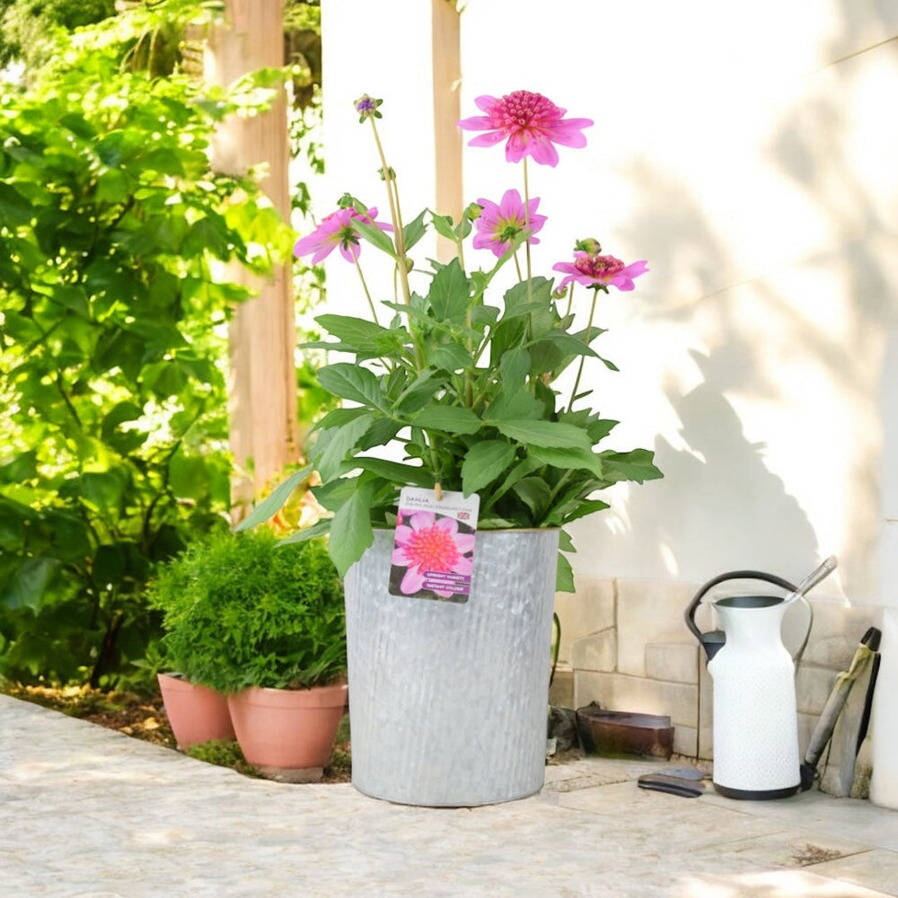 Dahlia Dalina Maxi Starburst Pink 3.2L Pot – Vibrant Pink Anemone Dahlia Plants By Post