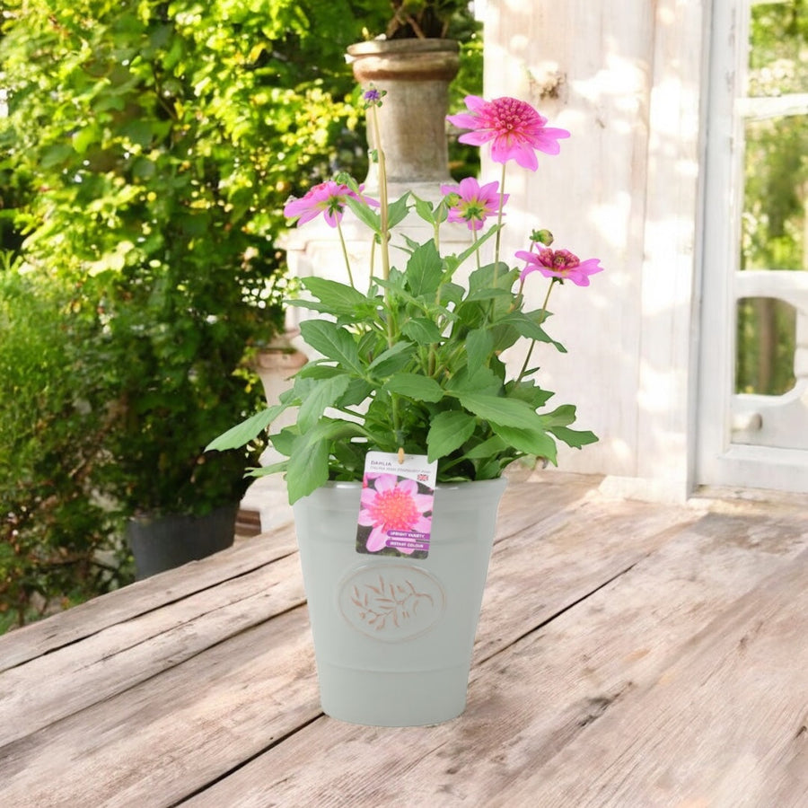 Dahlia Dalina Maxi Starburst Pink 3.2L Pot – Vibrant Pink Anemone Dahlia Plants By Post