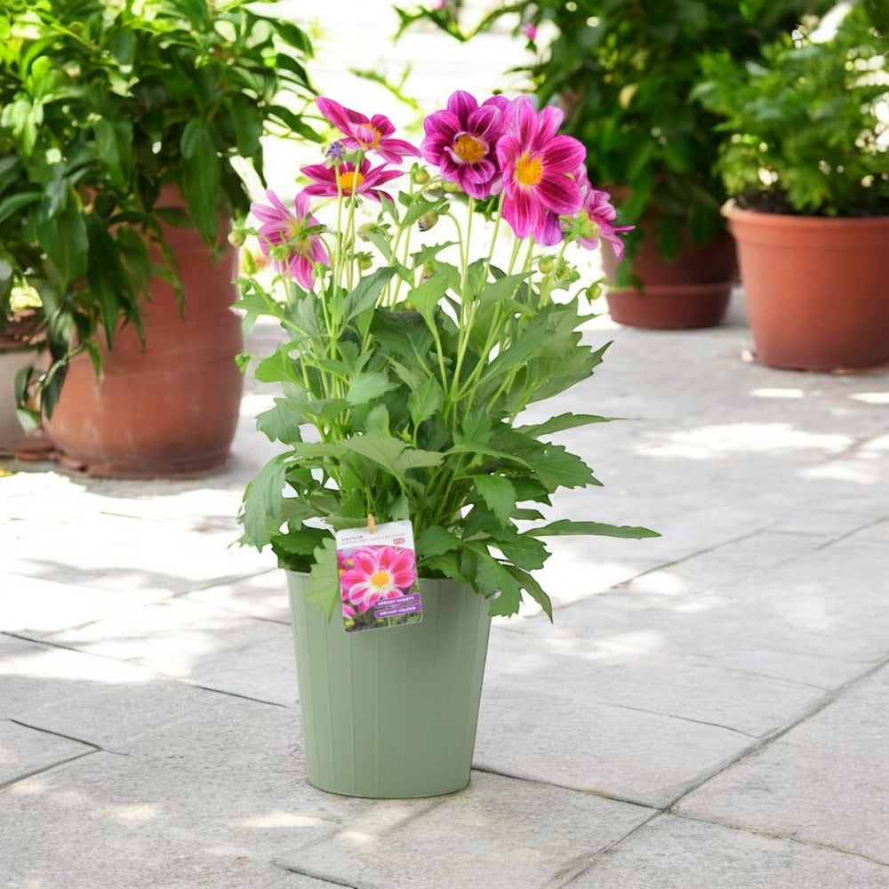 Dahlia Summer Bees Purple Bicolour 3.2L Pot – Pollinator Friendly Patio Dahlia Plants By Post