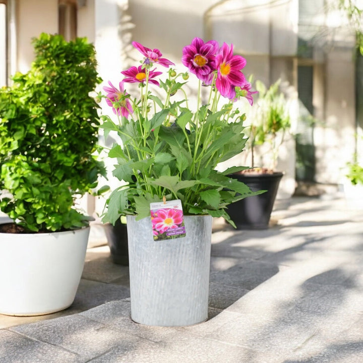 Dahlia Summer Bees Purple Bicolour 3.2L Pot – Pollinator Friendly Patio Dahlia Plants By Post