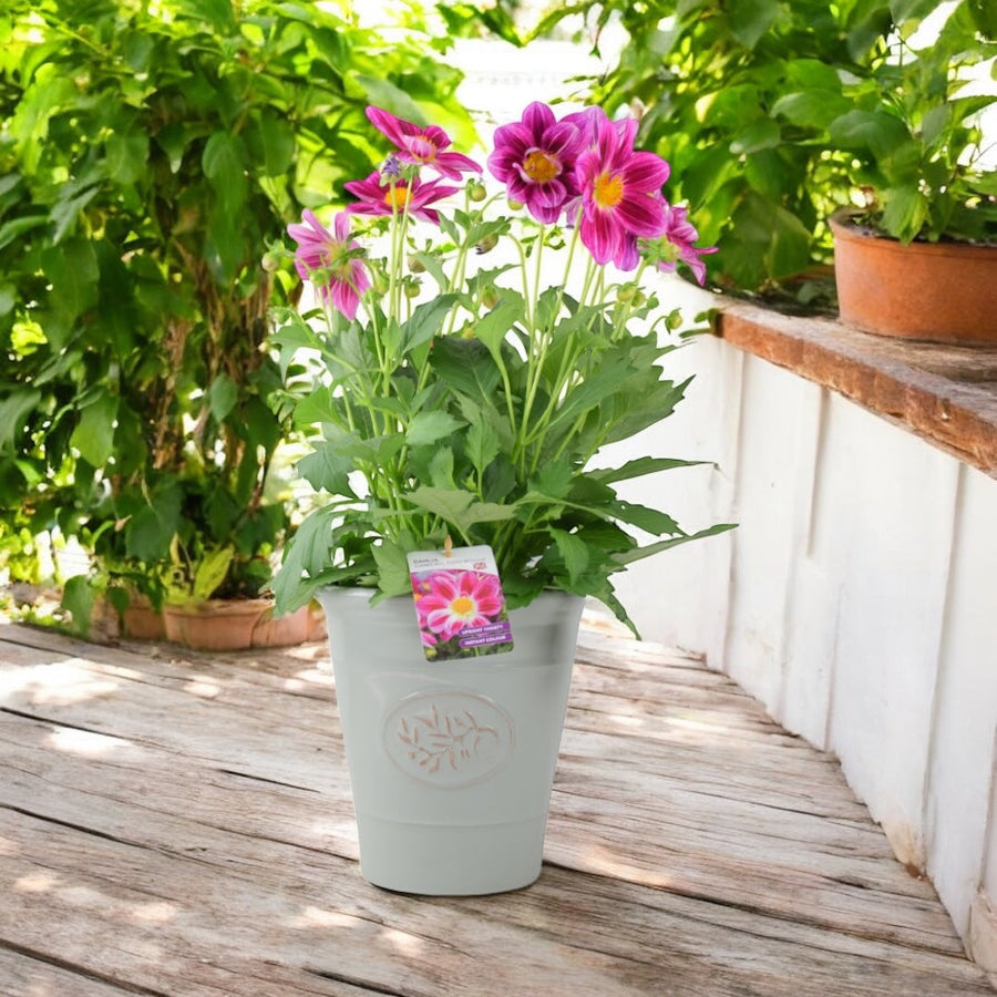 Dahlia Summer Bees Purple Bicolour 3.2L Pot – Pollinator Friendly Patio Dahlia Plants By Post