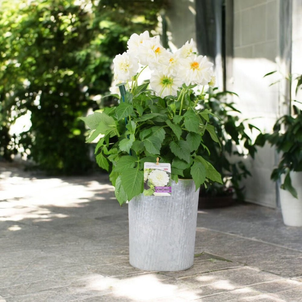 Dahlia Labella Maggiore White 3.2L Pot – Prolific White Patio Dahlia Plants By Post