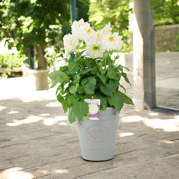 Dahlia Labella Maggiore White 3.2L Pot – Prolific White Patio Dahlia Plants By Post