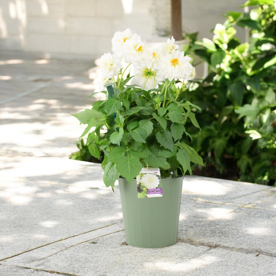 Dahlia Labella Maggiore White 3.2L Pot – Prolific White Patio Dahlia Plants By Post