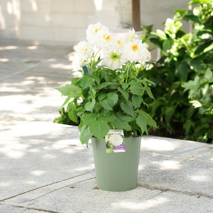 Dahlia Labella Maggiore White 3.2L Pot – Prolific White Patio Dahlia Plants By Post