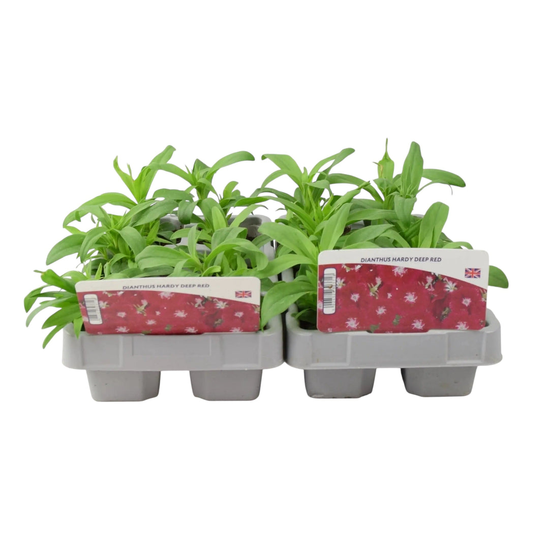 Dianthus Hardy Deep Red 6 Pack x 2 - 12 Plants Vibrant Summer Blooms Plants By Post