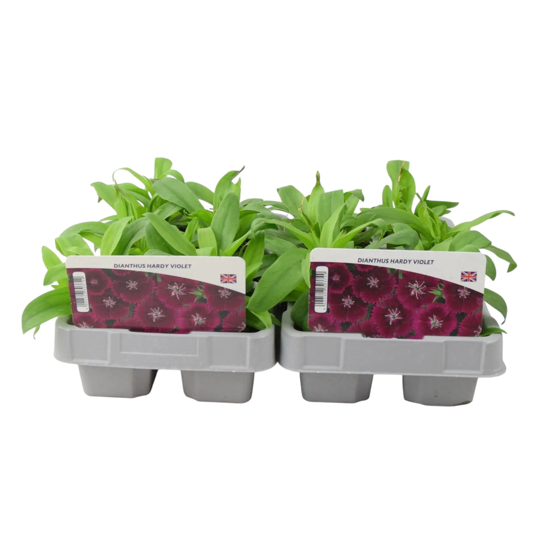 Dianthus Hardy Violet 12 Plants UK Grown, Recyclable Packs plants by post