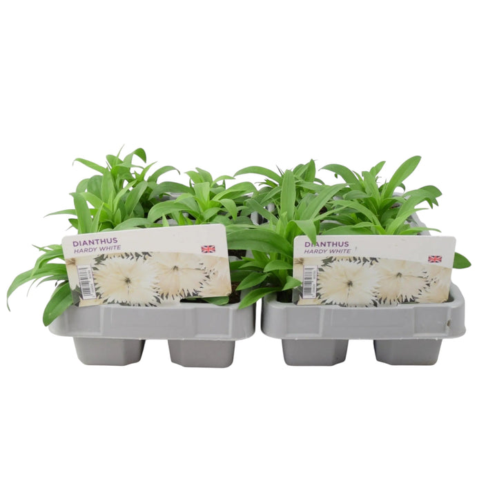 Dianthus Hardy White – 12 Garden Ready British Grown Bedding Plants Plants By Post