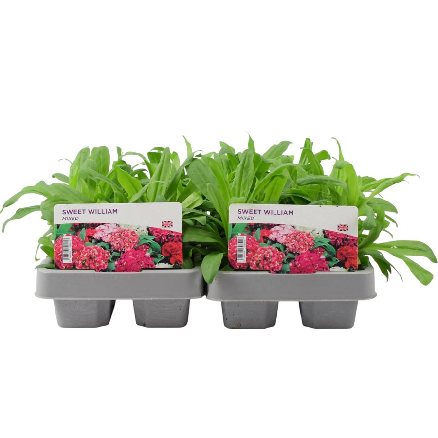 Sweet William Mixed 12 Plants 2 x 6 Packs - Garden Ready Plants By Post