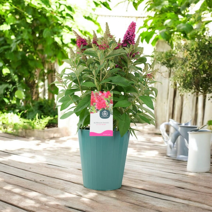 Butterfly Bush Little Ruby – 5L Pot – Compact Buddleja for Pollinator Gardens Plants By Post