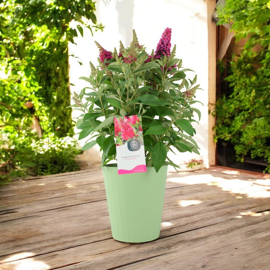 Butterfly Bush Little Ruby – 5L Pot – Compact Buddleja for Pollinator Gardens Plants By Post