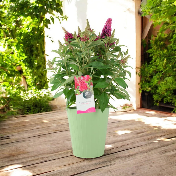 Butterfly Bush Little Ruby – 5L Pot – Compact Buddleja for Pollinator Gardens Plants By Post